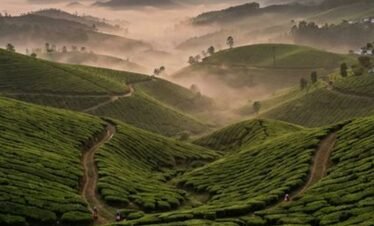 Lush green tea plantations in Munnar Kerala at sunrise