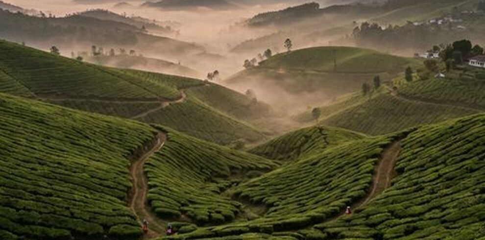 Lush green tea plantations in Munnar Kerala at sunrise